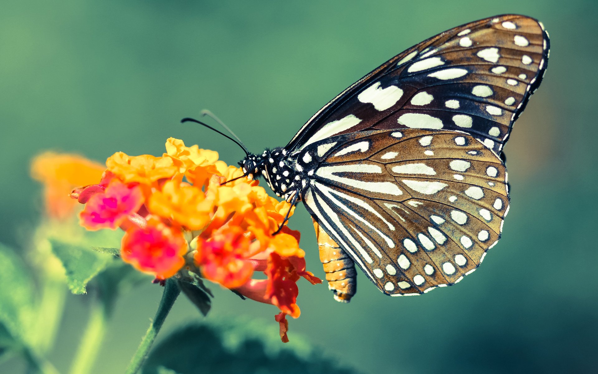 铁血霍勒迪，德比夜的终极指挥官