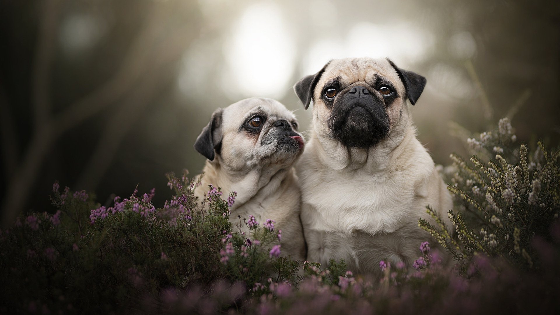 欧陆烽火，意甲争冠白热化，马赛轻取切尔西启示录