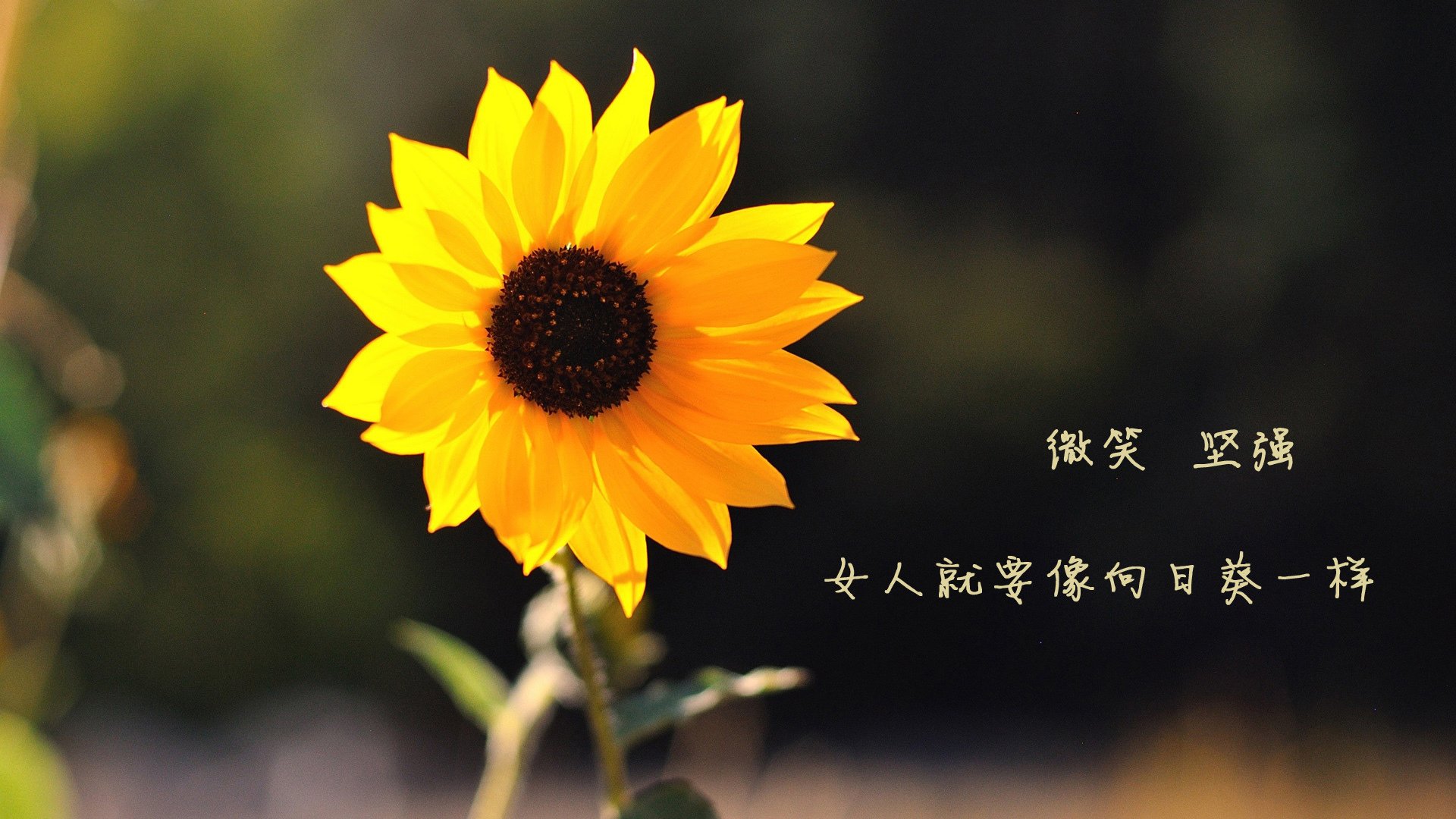逆转的蓝月，2026世界杯B组，日本绝地翻盘阿联酋，哈基米以一人之力定义强强对话