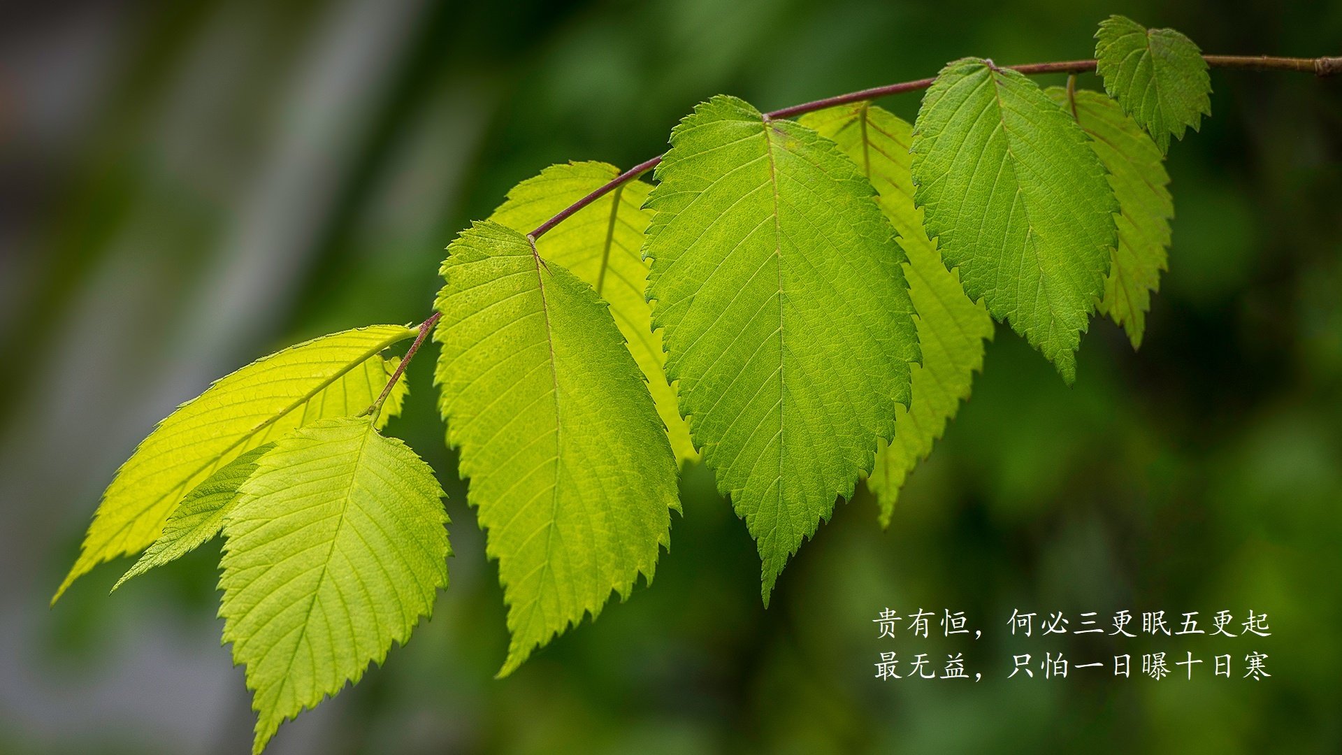 这是一篇为您定制的文章，围绕唯一性展开，以美加墨世界杯焦点战，阿根廷对阵智利，佩德里发挥关键作用为核心
